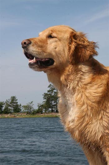 Hein&auml;kuu/July 2007   &copy; Minna Outinen