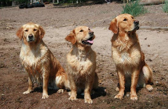 Hein&auml;kuu/July 2007   &copy; Minna Outinen