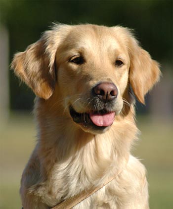 Kes&auml;ll&auml; 2006    &copy;   Hansu Laitala