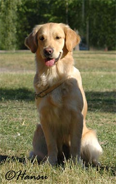 &copy;   Hansu Laitala