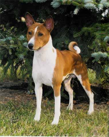 DerbyundertreeW.jpg (26076 bytes)