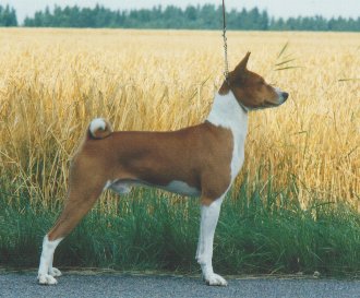 Hotstuff.jpg (25699 bytes)