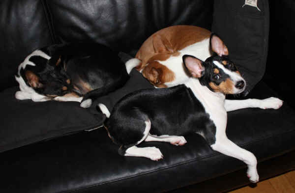 Iiris poseeraa 2_M.jpg (89137 bytes)