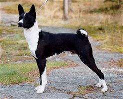 Pukkanut_Midnight_Sun3.jpg (17634 bytes)