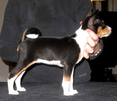 ani_7vkoa.JPG (11912 bytes)