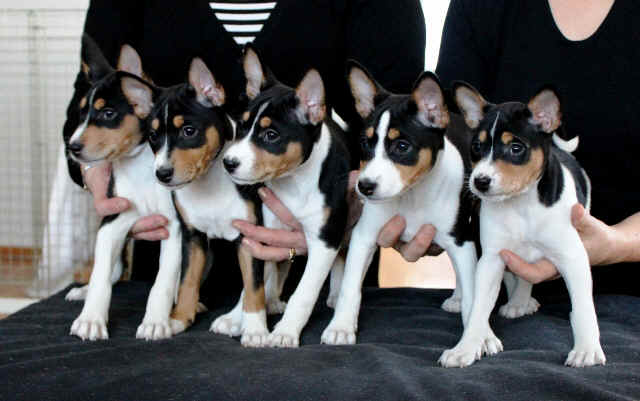 anin_pentupotretti.jpg (134326 bytes)