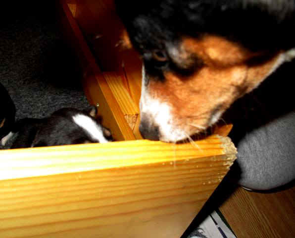 aninp_2vkoa.JPG (42805 bytes)