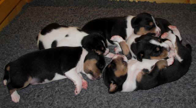 aninp_2vkoc.JPG (45505 bytes)