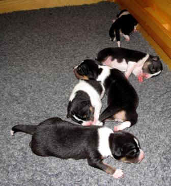 aninp_2vrka.JPG (15682 bytes)