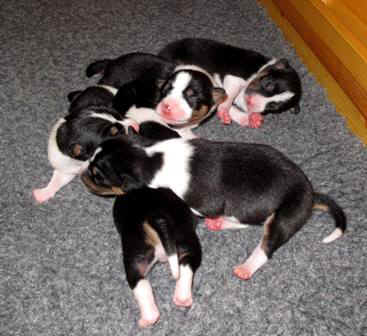 aninp_2vrkb.JPG (16480 bytes)