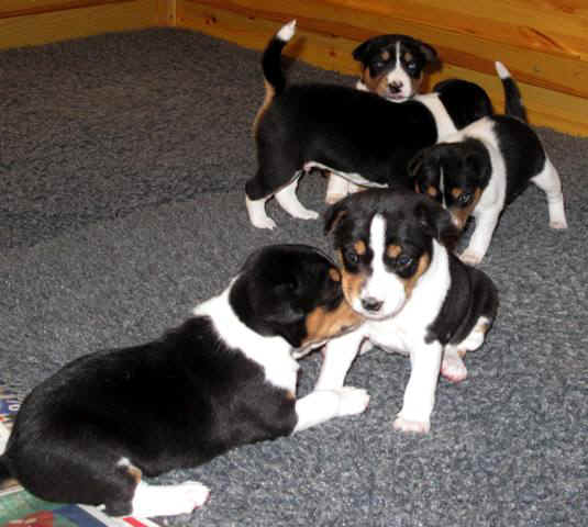 aninp_3vkob.JPG (55405 bytes)