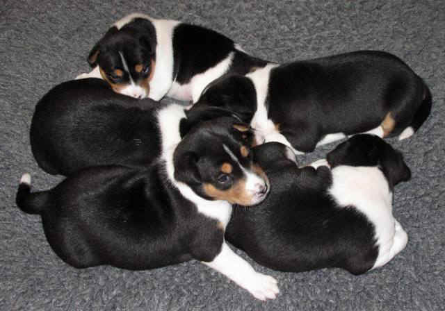 aninp_3vkoc.JPG (59566 bytes)