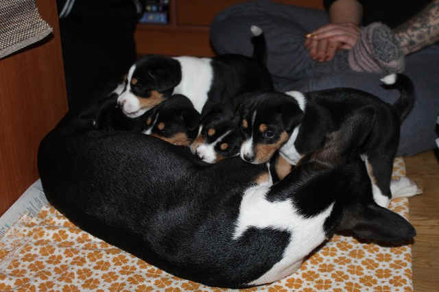 aninp_4vkoa.JPG (119569 bytes)