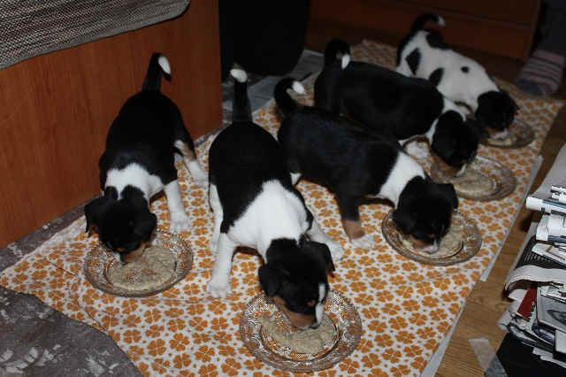 aninp_4vkob.JPG (137219 bytes)