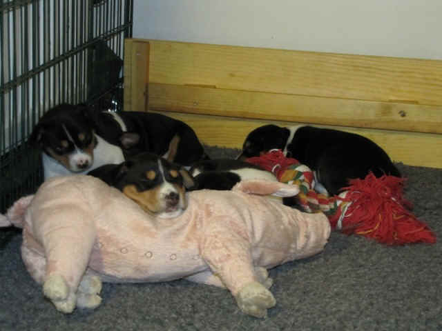 aninp_5vkoa.JPG (89225 bytes)