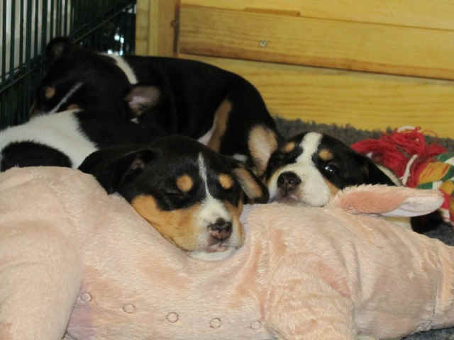 aninp_5vkob.JPG (87201 bytes)