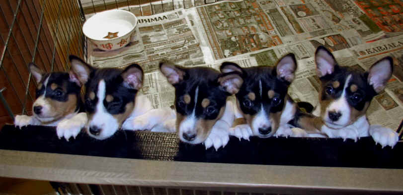 aninp_7vko.jpg (132327 bytes)