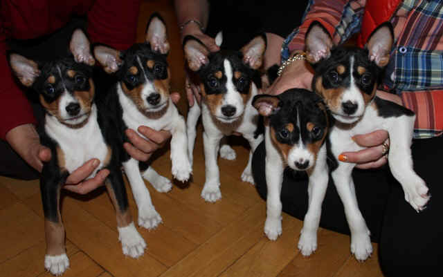 aninpennut_yhteispotretti1.JPG (94497 bytes)