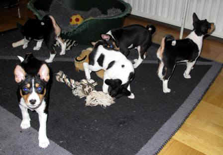 aninpld.JPG (27006 bytes)