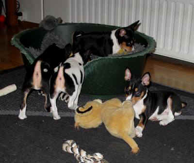 aninple.JPG (24463 bytes)