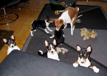 aninplf.JPG (26187 bytes)