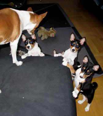 aninplg.JPG (20781 bytes)