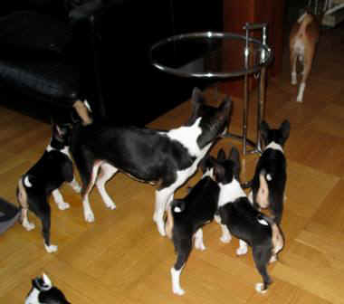 aninplh.JPG (19860 bytes)