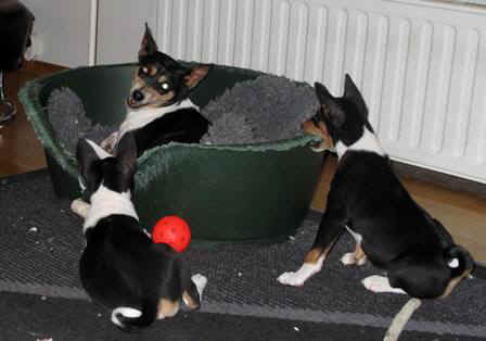 aninpli.JPG (23973 bytes)