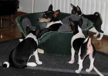 aninplk.JPG (25758 bytes)