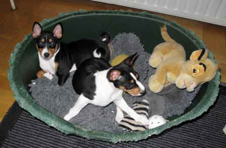 aninpll.JPG (27609 bytes)