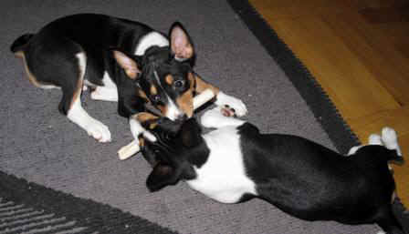 aninplm.JPG (21816 bytes)