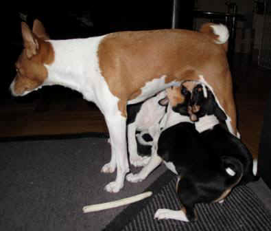 aninpln.JPG (20816 bytes)