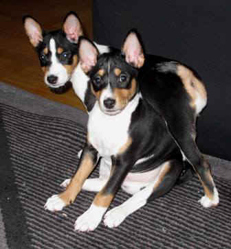 aninplo.JPG (25374 bytes)