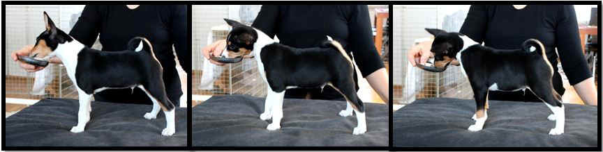 aninpojat.JPG (48032 bytes)