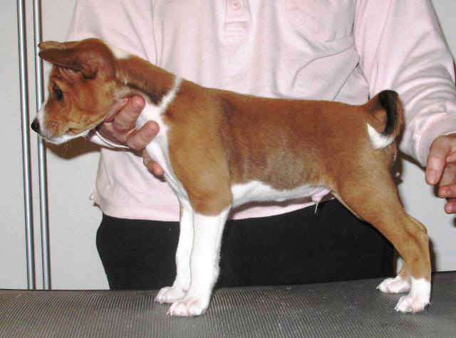 armas7vko.JPG (44175 bytes)