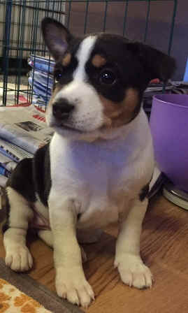 helka_5vko.jpeg (70016 bytes)