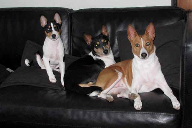 iiris_sohvalla.JPG (33244 bytes)