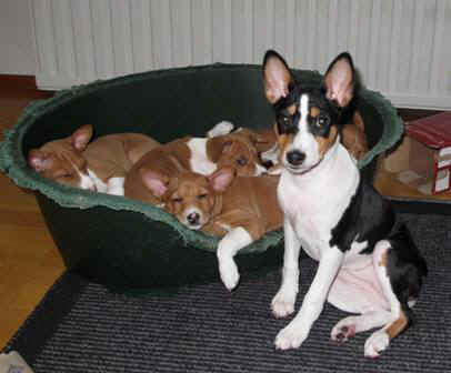 iiris_violanp1.JPG (24395 bytes)