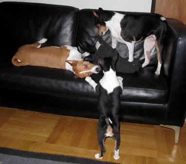 iirislb.JPG (20440 bytes)