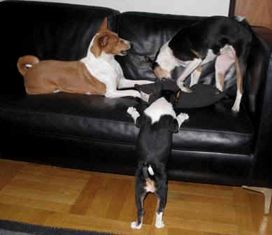 iirislc.JPG (21002 bytes)