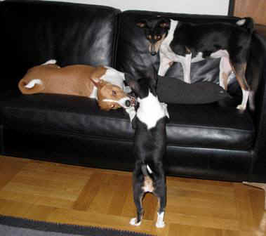 iirisld.JPG (20700 bytes)