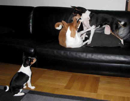 iirisle.JPG (20835 bytes)