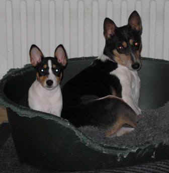 iirislf.JPG (16319 bytes)