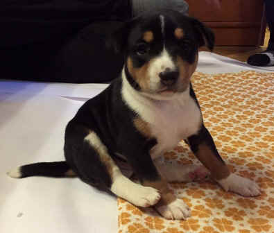 robin_5vko.jpeg (68443 bytes)