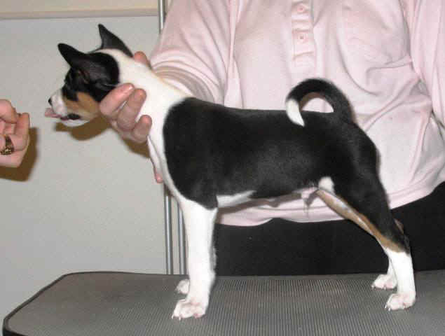 sisu7vko.JPG (38505 bytes)