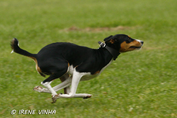 sohvi_mollit2.jpg (40005 bytes)