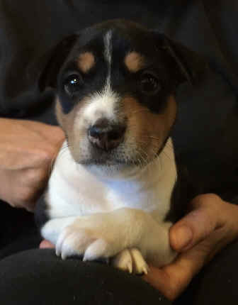 viiru_5vko.jpeg (56789 bytes)