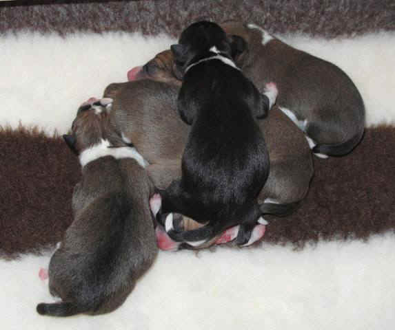 violanp_0vrka.JPG (46407 bytes)