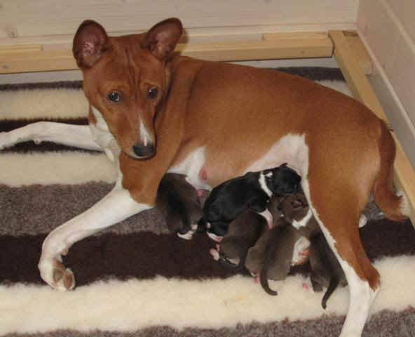 violanp_0vrkb.JPG (44943 bytes)