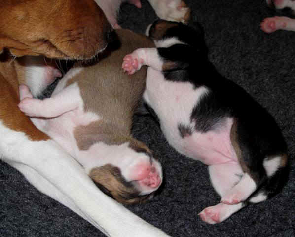 violanp_10vrka.JPG (53938 bytes)